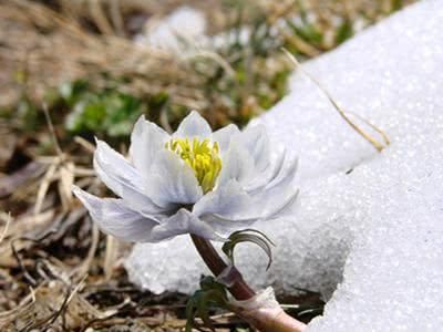 雪莲花被誉为“中药贵族”，功效强大，堪比“人参”，延缓衰老！