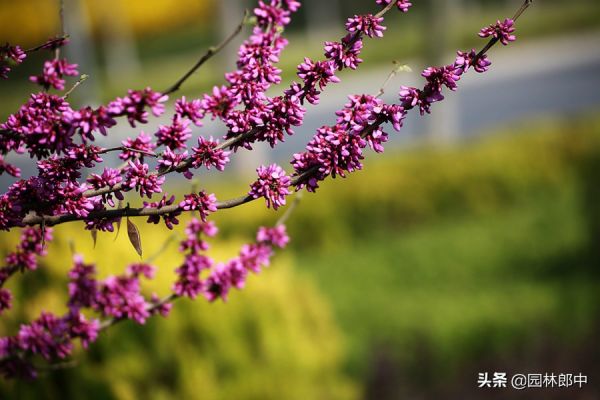 同为紫荆，路边的这种紫荆花与香港区花却大有不同，这点你知道么