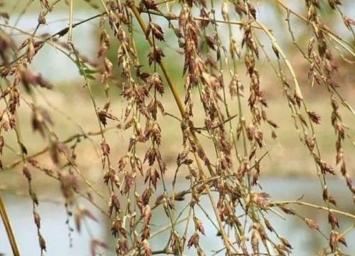 这种竹子能开花，还能长出竹米，营养价值和药用功效很高