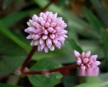 [認識頭花蓼]頭花蓼知多少