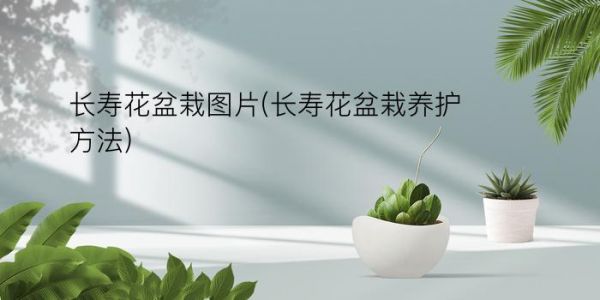 长寿花盆栽图片(长寿花盆栽养护方法)