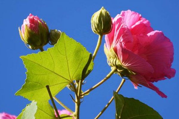 芙蓉花的寓意