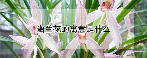 幽兰花的寓意是什么