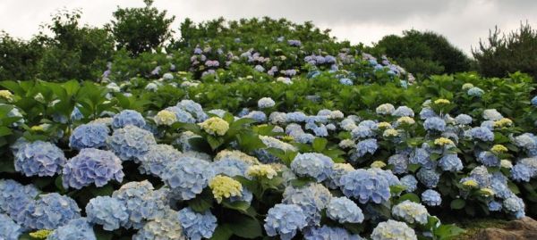 芙蓉树花语（探寻芙蓉树花的神秘之美）