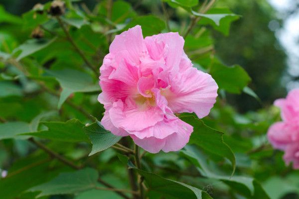 芙蓉花花期多长