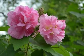 芙蓉花的养殖方法图片