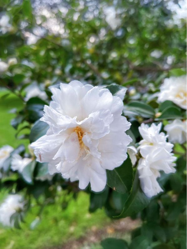 芙蓉花几月份开花，芙蓉树几年后开花（12个月对应的生辰花）