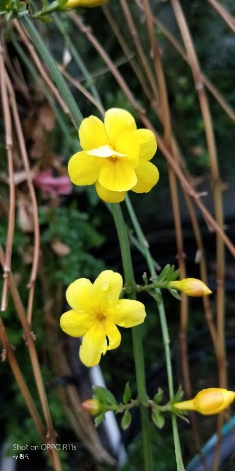 芙蓉花几月份开花，芙蓉树几年后开花（12个月对应的生辰花）