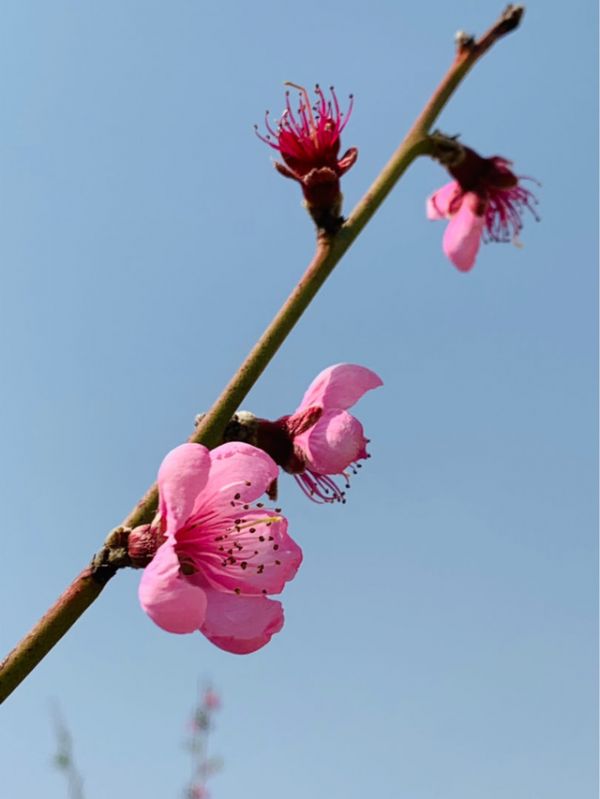 芙蓉花几月份开花，芙蓉树几年后开花（12个月对应的生辰花）