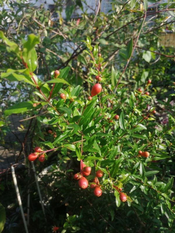 芙蓉花几月份开花，芙蓉树几年后开花（12个月对应的生辰花）