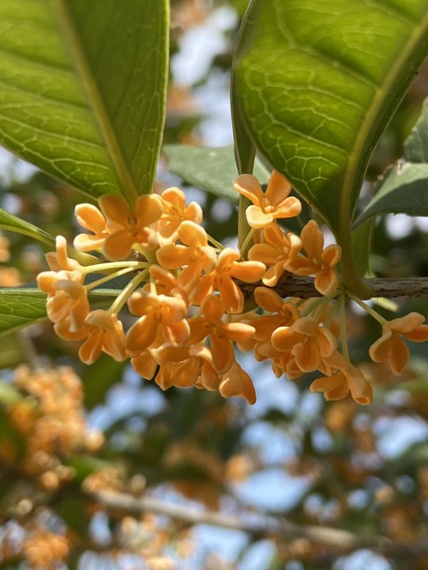 芙蓉花几月份开花，芙蓉树几年后开花（12个月对应的生辰花）