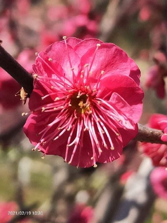 芙蓉花几月份开花，芙蓉树几年后开花（12个月对应的生辰花）