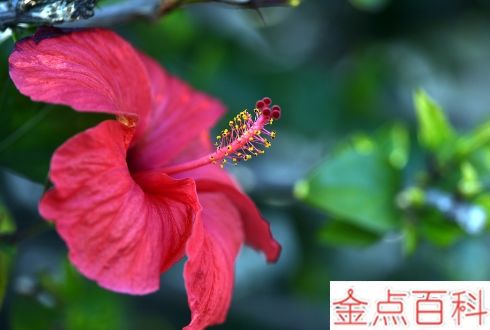 芙蓉花是冬天开的吗 芙蓉花是什么季节的花(图2)