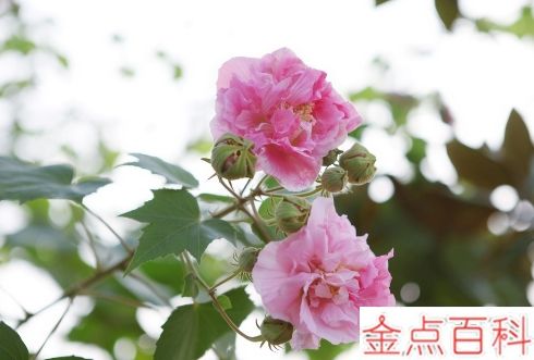 芙蓉花是冬天开的吗 芙蓉花是什么季节的花(图1)