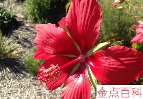 芙蓉花是冬天开的吗 芙蓉花是什么季节的花(图3)