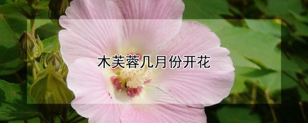 木芙蓉几月份开花