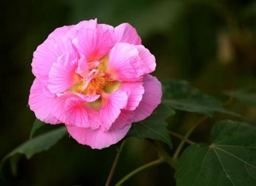 芙蓉花怎样栽培