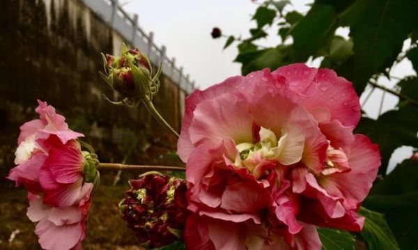 芙蓉花开放时间及特点（探寻芙蓉花开放的奥秘）