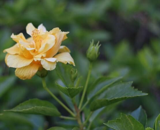 木芙蓉花怎么修剪，在每年萌芽和花谢后修剪最佳