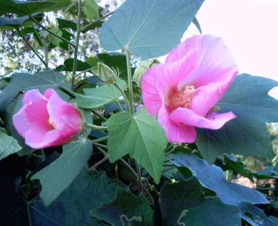 木芙蓉花怎么修剪，在每年萌芽和花谢后修剪最佳