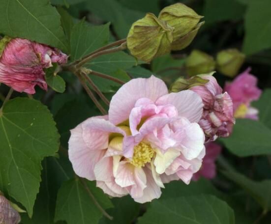 木芙蓉花怎么修剪，在每年萌芽和花谢后修剪最佳