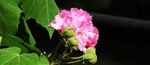 芙蓉花什么时候开花（关于芙蓉花的花期时间）