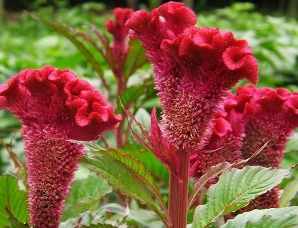 农村常见的一种花，药食两用，美味又治病