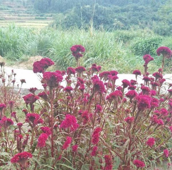 农村常见的一种花，药食两用，美味又治病