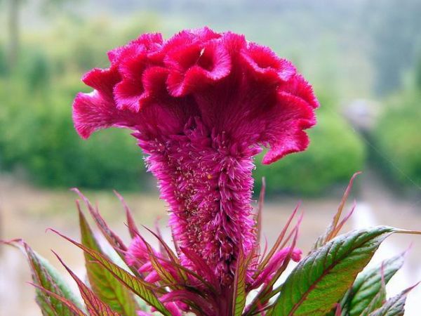 农村常见的一种花，药食两用，美味又治病