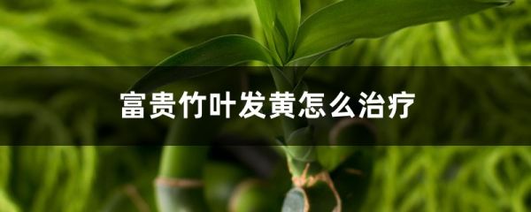 富贵竹叶发黄如何治疗，叶子枯萎如何办