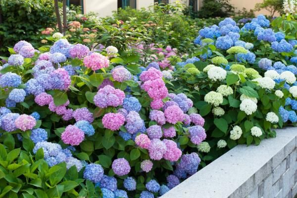 建议将绣球花放在庭院