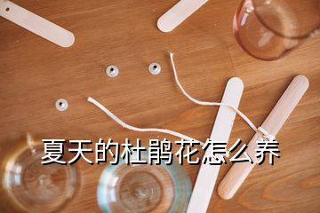 夏天的杜鹃花怎么养