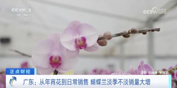 太火爆！它成年轻人“新宠”，销量大增