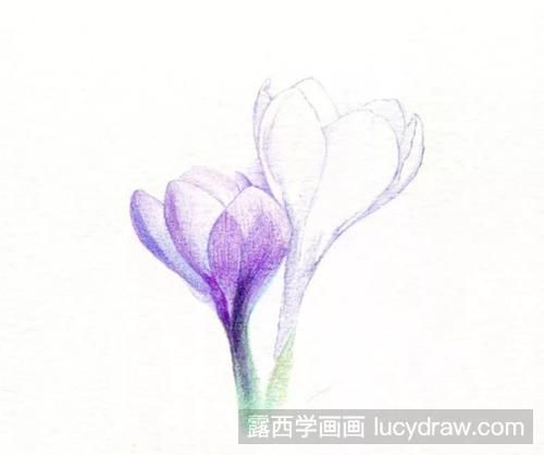 藏红花怎么画？番红花的彩铅画过程是什么？