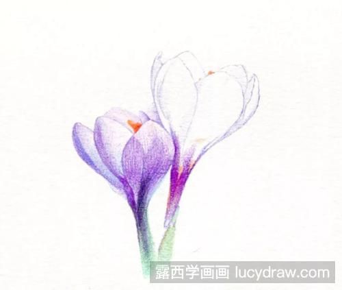 藏红花怎么画？番红花的彩铅画过程是什么？