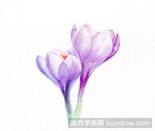 藏红花怎么画？番红花的彩铅画过程是什么？