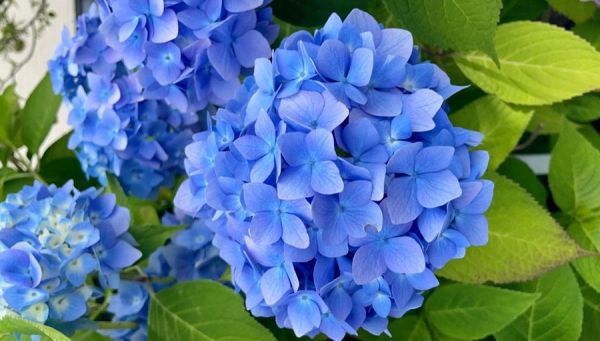 hortensias-azules