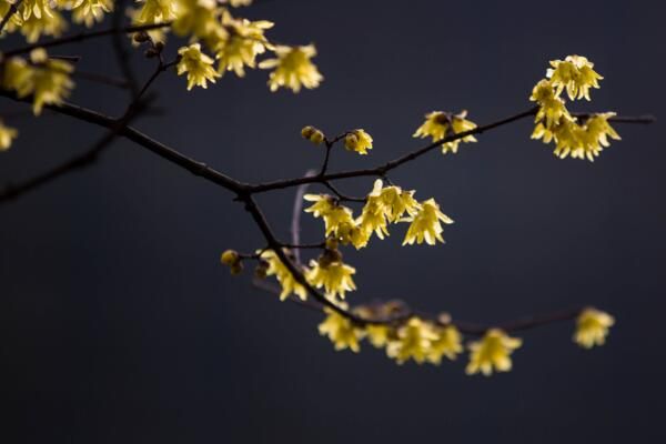 梅花的越冬管理，做好保暖措施并加强光照