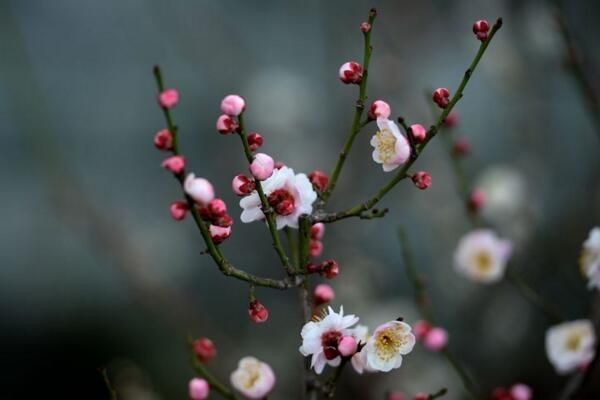 梅花的越冬管理，做好保暖措施并加强光照