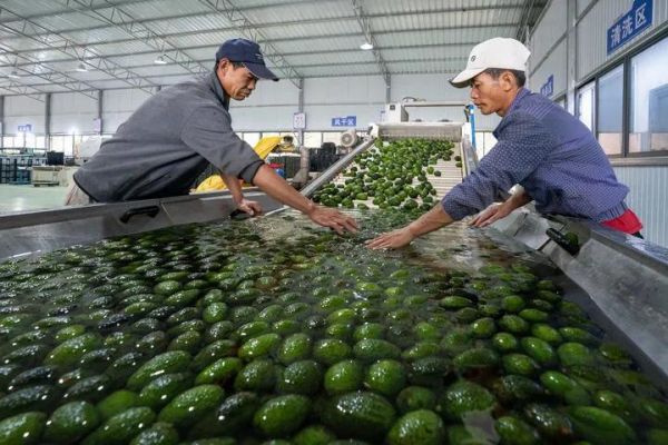 工人在普洱绿银生物股份有限公司的牛油果智能分选车间流水线上工作（10月28日摄）。新华社记者 陈欣波 摄