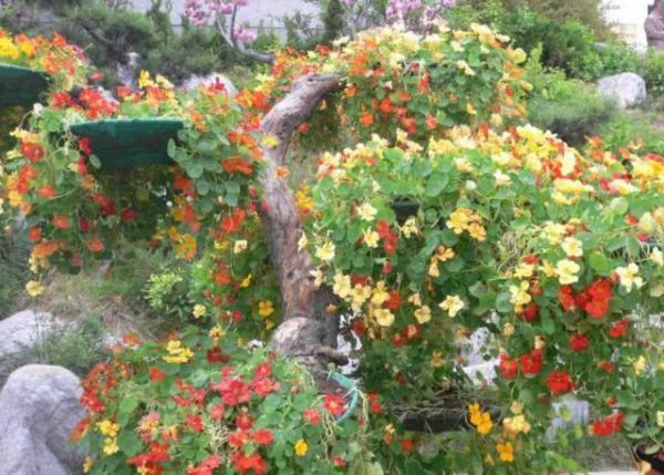 这种植物的叶子像铜钱草，夏季会开花，日常“旱”养，植株长得旺