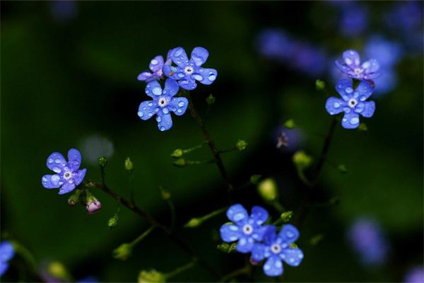 中间红色的花的植物是什么(鸿运当头开花什么样子)