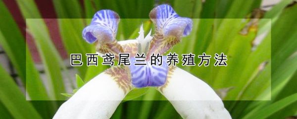 巴西鸢尾兰的养殖方法