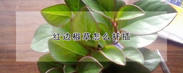 红边椒草怎么扦插