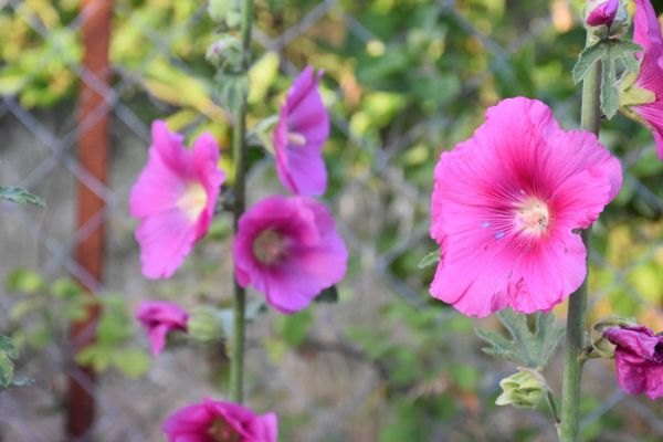 花开富贵：盆栽芙蓉花的养殖与养护秘籍