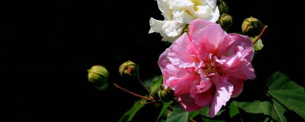 芙蓉花怎样用叶片扦插