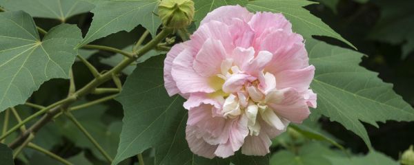 芙蓉花什么时候种植存活率高