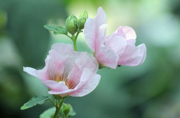 盆栽芙蓉花的养殖方法，养护得当可以花开满园