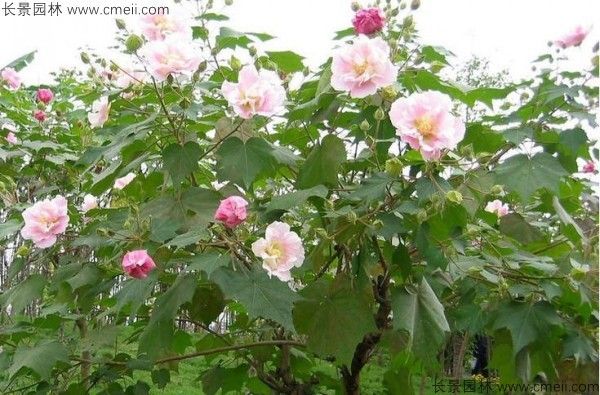 木芙蓉种子发芽出苗开花图片