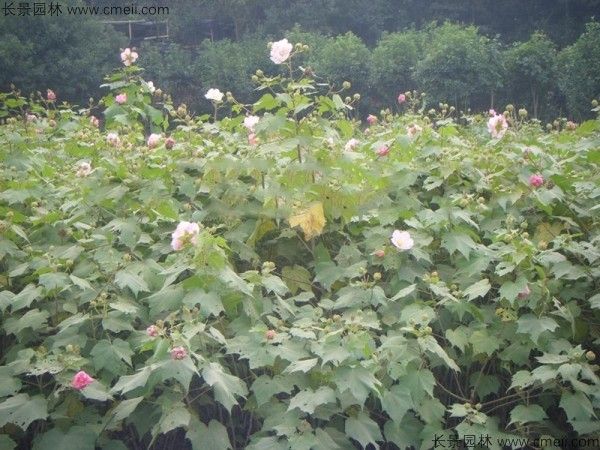 木芙蓉种子发芽出苗开花图片